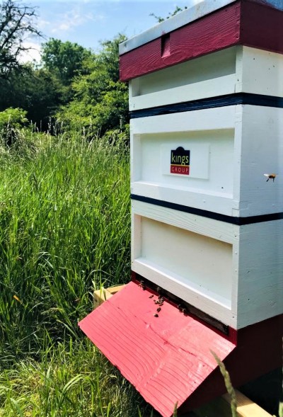 Introducing our latest property venture: our very own beehive